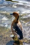 Fulvous Whistling Duck (dendrocygna Bicolor) Stock Photo