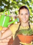 The Cultivation Of Plants In Pots Stock Photo