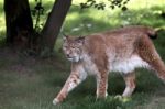 Northern Lynx ( Felis Lynx Lynx) Stock Photo