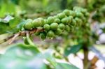 Green Coffee Berry Stock Photo