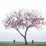 Pink Peach Blossom Flower Tree Along The Lake Stock Photo