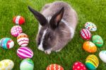 Rabbit And Easter Eggs In Green Grass Stock Photo