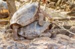 Giant Tortoises Mating In Darwin Station, Galapagos Stock Photo