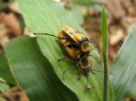 Mating Bugs Stock Photo