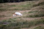 Red Lechwe Antelope (kobus Leche) Stock Photo