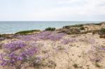 Sand Dune Vegetation Stock Photo