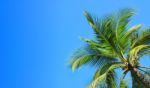 Palm Tree Stock Photo