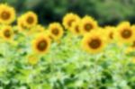 Blur Background Of The Sunflower Stock Photo