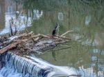 Cormorant Standing On A Fallen Tree Stuck In The Weir On The Riv Stock Photo