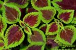 Coleus Stock Photo