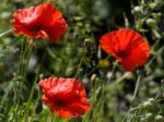 Poppies Flowering In Ronda Spain Stock Photo