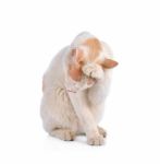 Thai Cat Isolated On The White Background Stock Photo