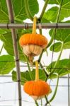 Pumpkin On A Field Stock Photo