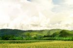 Landscape Of Corn Field And Wide Corn Farm With The Sunset Stock Photo