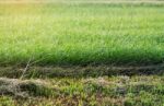 Lawn And Cut Of Wet Stock Photo