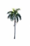 Palm Tree Isolated On White Background Stock Photo