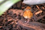 Orange-headed Thrush (geokichla Citrina Syn. Zoothera Citrina) Stock Photo