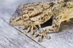 Moorish Gecko (tarentola Mauritanica) Stock Photo