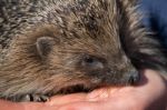 European Hedgehog (erinaceus Europaeus) Stock Photo