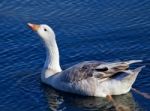 Photo Of The Snow Goose Drinking Water Stock Photo