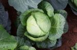 Vegetable Stock Photo