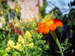 Close Up Orange Zinnia Flower Stock Photo