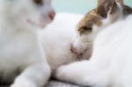 Mother Cat Feeding Kitten Stock Photo