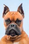 Portrait Of A Beautiful Boxer Dog Breed Stock Photo