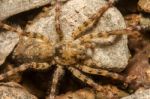 Zoropsis Spinimana Spider Stock Photo