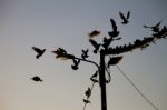 Birds On A Wire Stock Photo