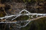 Fallen Birch Tree Stock Photo