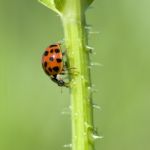 Ladybird Stock Photo