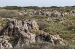 Diverse Spring Flora Of Sagres Stock Photo