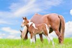 Mare And Foal With Brown White Stock Photo