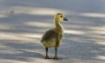 Isolated Photo Of A Cute Chick Of Canada Geese Stock Photo