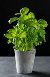 Basil Stock Photo