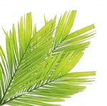 Palm Leaf Isolated On White Background Stock Photo