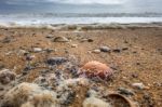 Shells On The Beach At Quarteira In Portugal Stock Photo