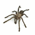 Tarantula Spider Stock Photo