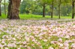 Pink Trumpet Shrub Stock Photo