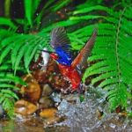 Male Blue-eared Kingfisher Stock Photo