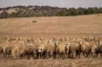 Herd Of Sheep On Nature Stock Photo