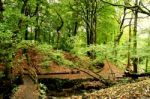 The Bridge Into The Woods Stock Photo