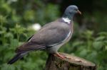 Wood Pigeon Stock Photo