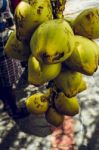 Picked Bunch Of Coconuts Stock Photo