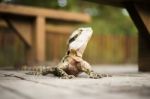 Water Dragon Outside During The Day Stock Photo