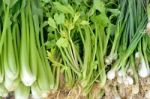 Fresh Vegetable Stock Photo