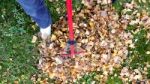 Fall Leaves And Yard Work Stock Photo