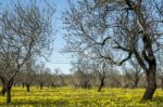 Almond Orchard In A Field Of Yellow Flowers Stock Photo