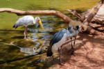 Fuengirola, Andalucia/spain - July 4 : Black Crowned Cranes And Stock Photo